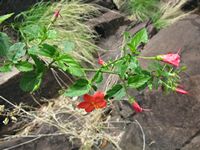 Hibiscus praeteritus all-t.JPG